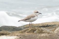 Charadrius dealbatus