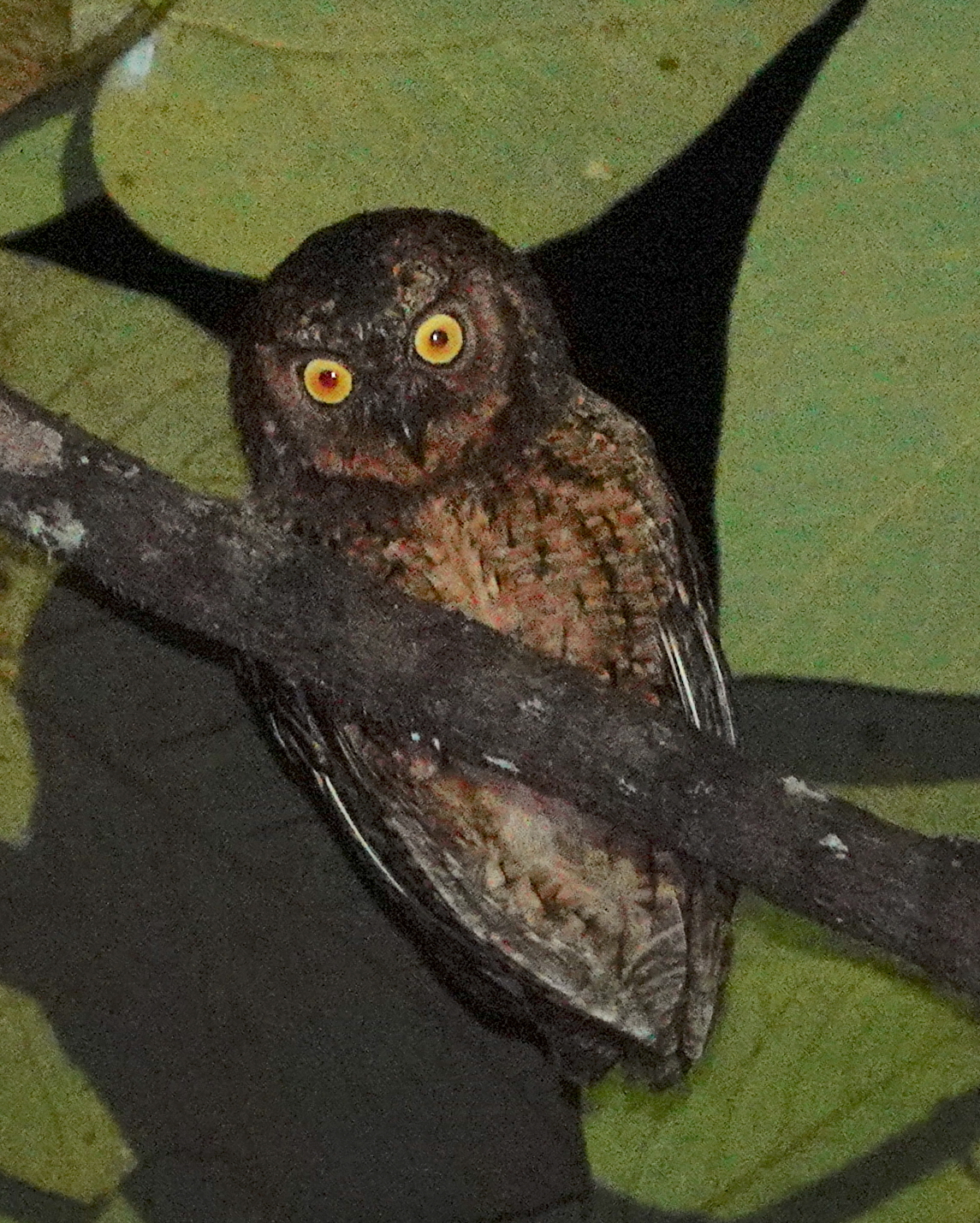 Moluccan Scops Owl (Otus magicus), photo 10