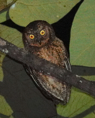 Otus magicus magicus