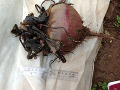 Sclerotinia