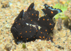 Antennarius maculatus