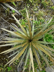 Celmisia armstrongii