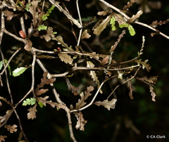 Elaeocarpus hookerianus