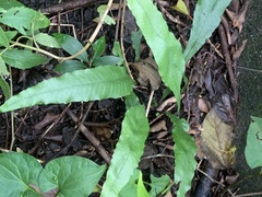 Leptochilus wrightii