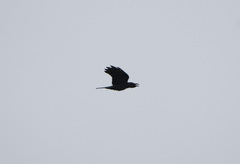 Corvus macrorhynchos