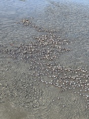 Mictyris longicarpus