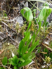 Pterostylis oliveri