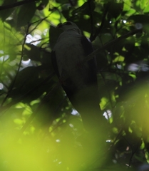 Columba leucomela