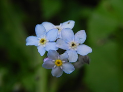 Myosotis sylvatica