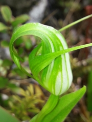 Pterostylis oliveri
