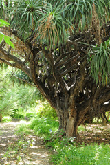 Dracaena draco