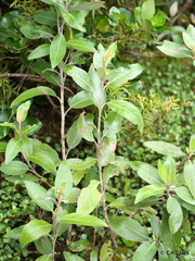 Olearia avicenniifolia