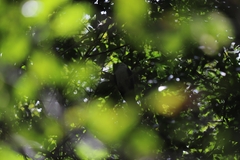 Columba leucomela