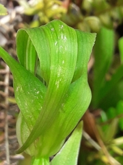 Pterostylis oliveri