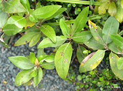 Olearia avicenniifolia