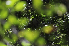 Columba leucomela