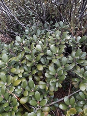 Brachyglottis bidwillii