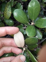 Brachyglottis bidwillii