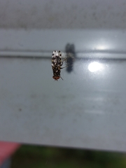 Ceroxys hortulana