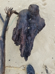 Eurynebria complanata