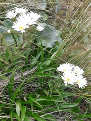 Dolichoglottis scorzoneroides