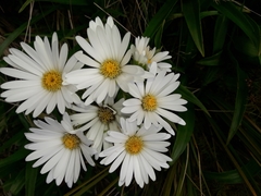 Dolichoglottis scorzoneroides