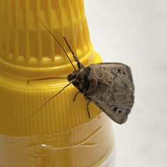 Agrotis infusa