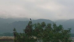 Dicrurus macrocercus