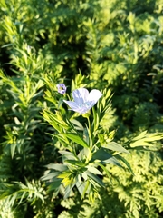 Linum usitatissimum