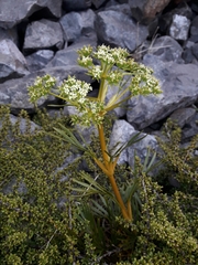 Aciphylla similis
