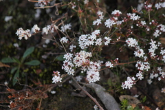 Leucopogon concurvus