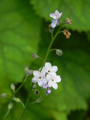 Myosotis sylvatica