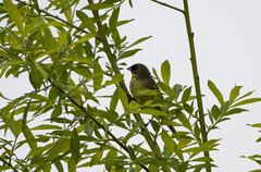 Emberiza personata