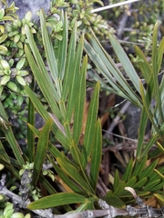 Aciphylla similis