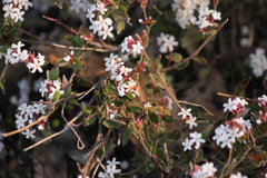 Leucopogon concurvus