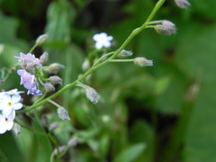 Myosotis sylvatica