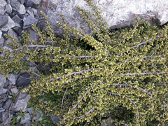Coprosma fowerakeri