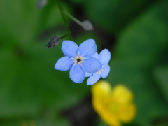 Myosotis sylvatica