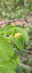 Maprounea