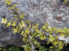 Coprosma fowerakeri