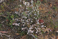 Leucopogon concurvus