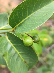 Maprounea
