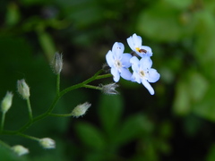 Myosotis sylvatica