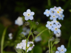 Myosotis sylvatica