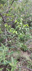 Maprounea