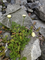Leptinella pyrethrifolia