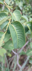 Maprounea