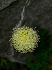Leptinella pyrethrifolia