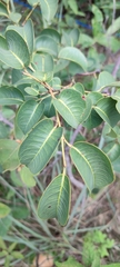 Maprounea