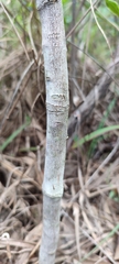 Maprounea